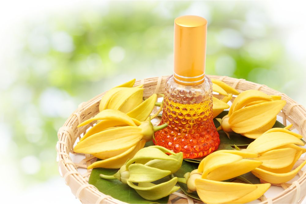 Žlté ylang-ylang kvety s esenciálnym olejom pre relaxáciu
